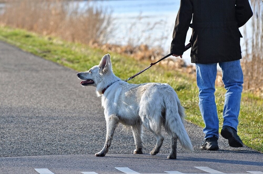 white dog on a leash walking with owner