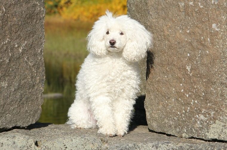 white poodle sitting on a rock
