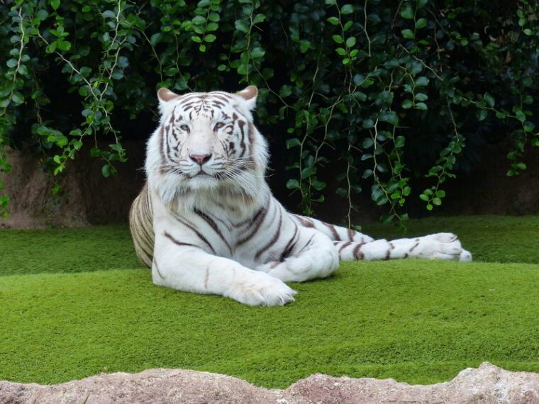 white tiger lying on the grass