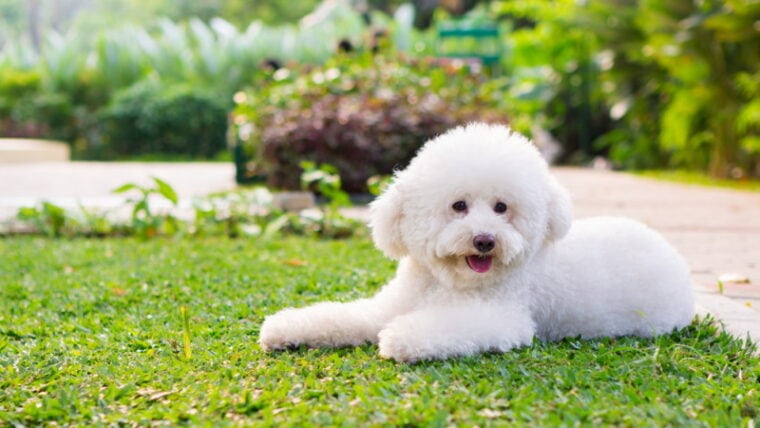 white toy poodle in the grass