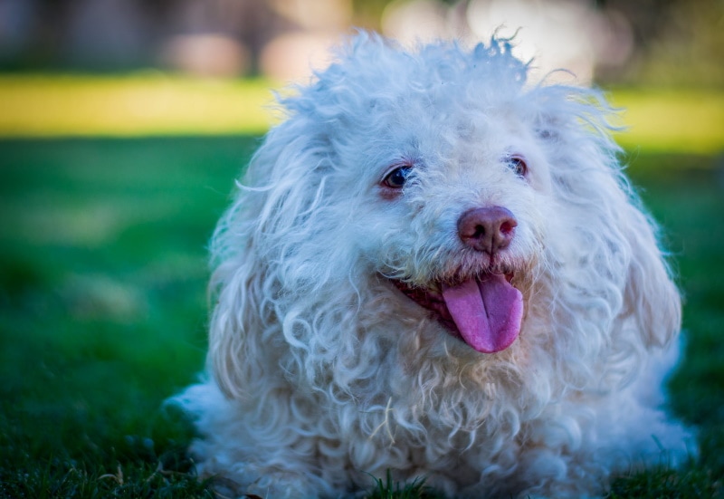 white toy poodle lying on the grass