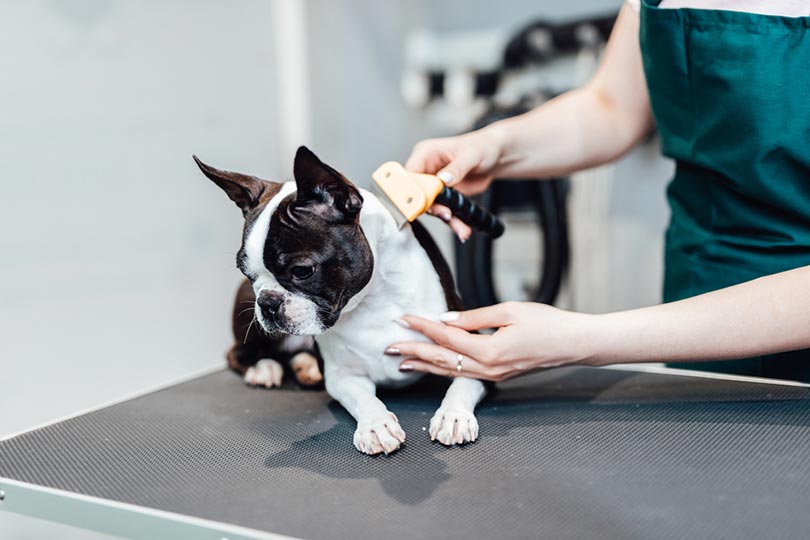 woman brushing the boston terrier dog at grooming salon