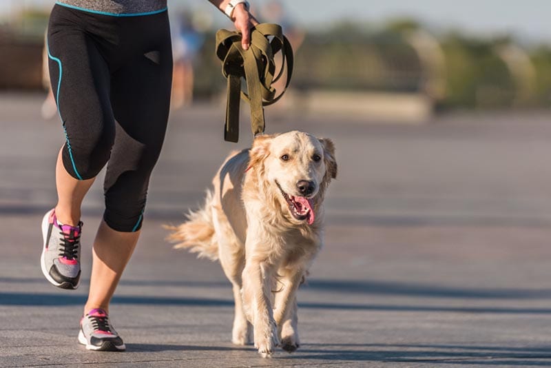 woman jogging with golden retriever dog