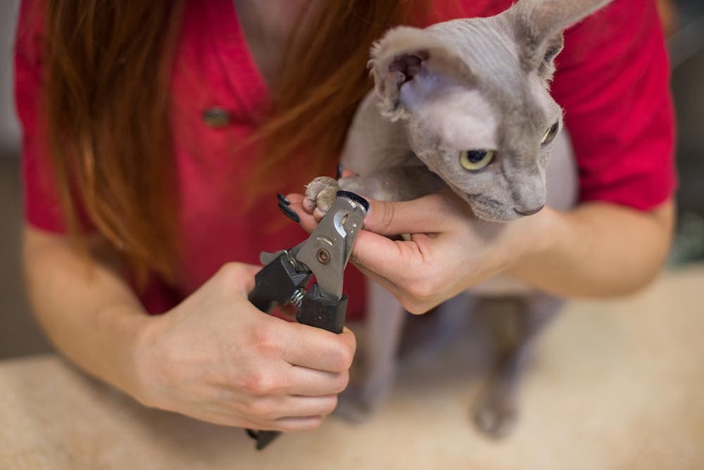 woman trimming the nails of sphynx cat