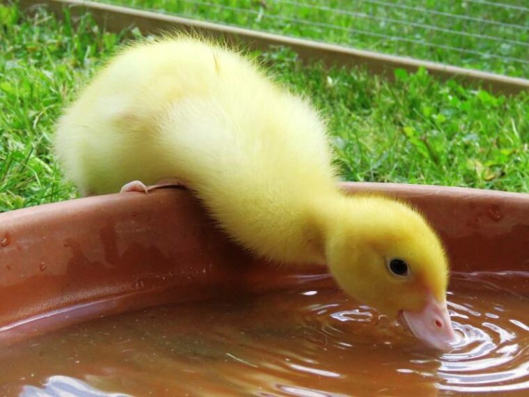 yellow duck drinking water