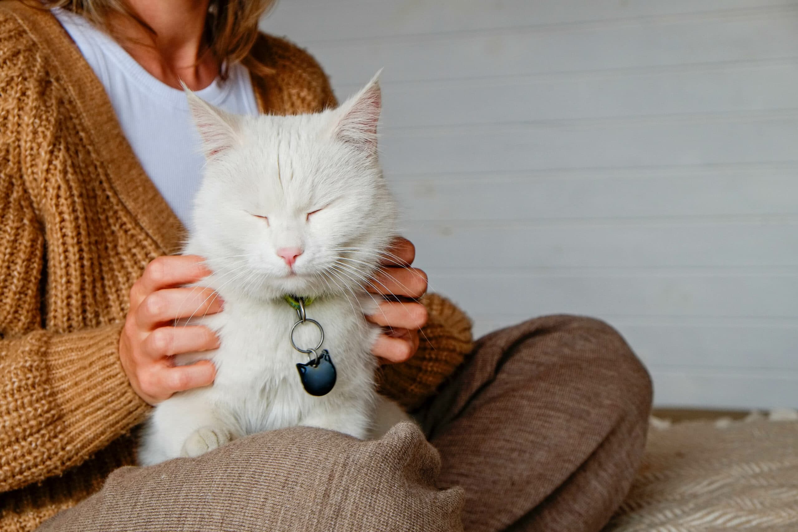 young woman holding cute white turkish angora cat