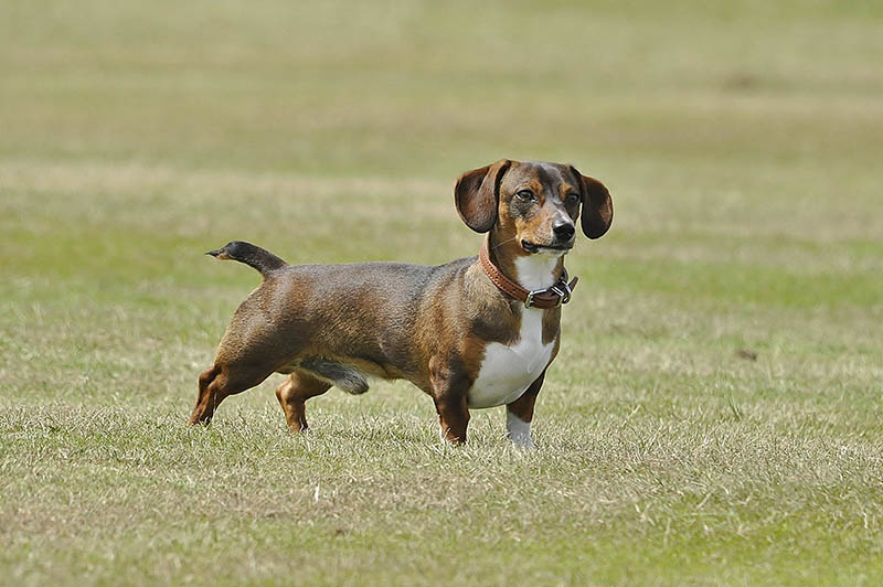 A brindle coloured Daschund dog stood in a field