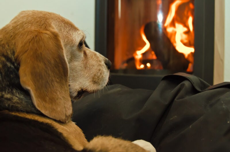 A cute beagle (dog) lays lazy and relaxed in front of a fireplace