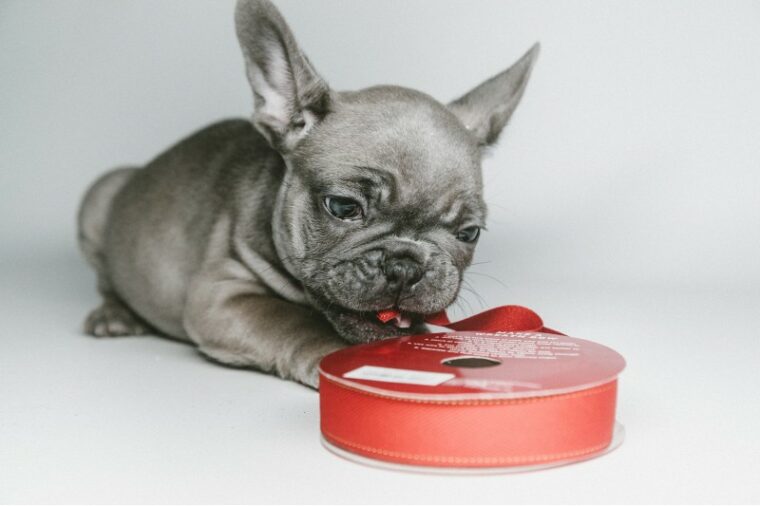 A grey French Bulldog is playing with a red ribbon.