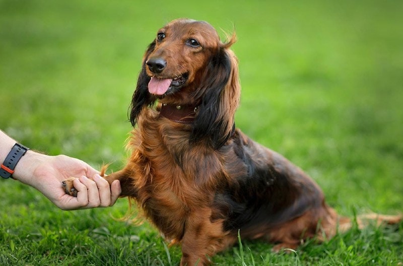 A man holds a dachshund's paw outdoors in a park in summer
