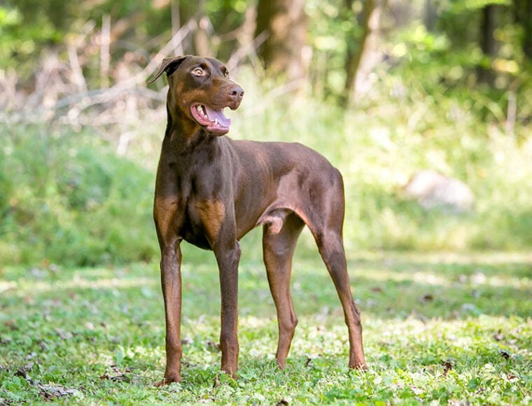 A red Doberman Pinscher dog with natural uncropped ears standing outdoors