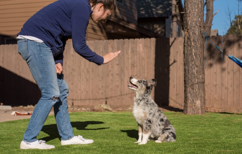 A young woman teaching australian shepherd puppy to stay