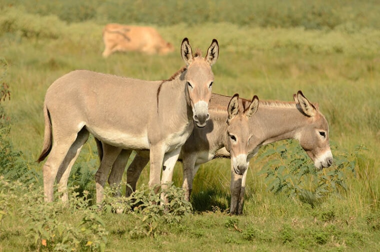 Abyssinian or Ethiopian Donkey in a marsh land