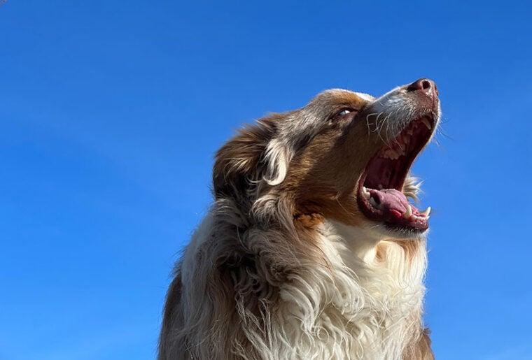 Australian shepherd dog with mouth open vocalizing and barking