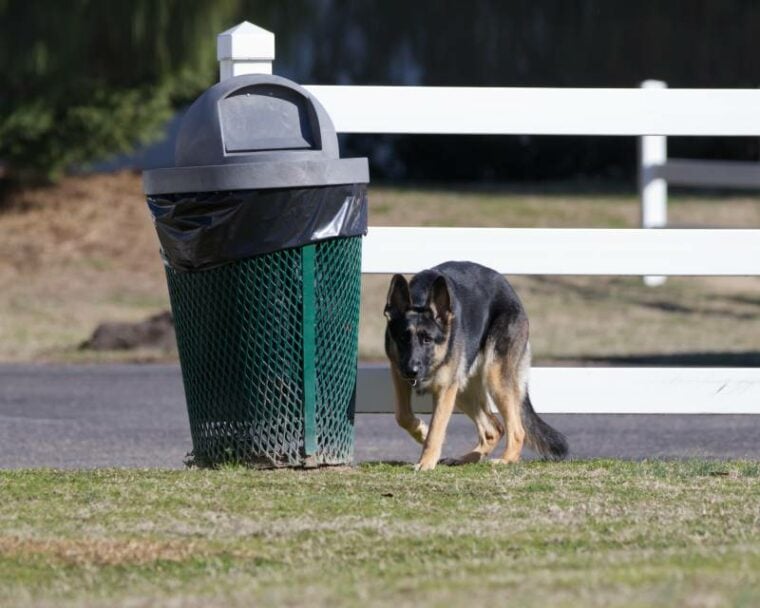 Beautiful German Shepard Dog walking around an old Trash Can