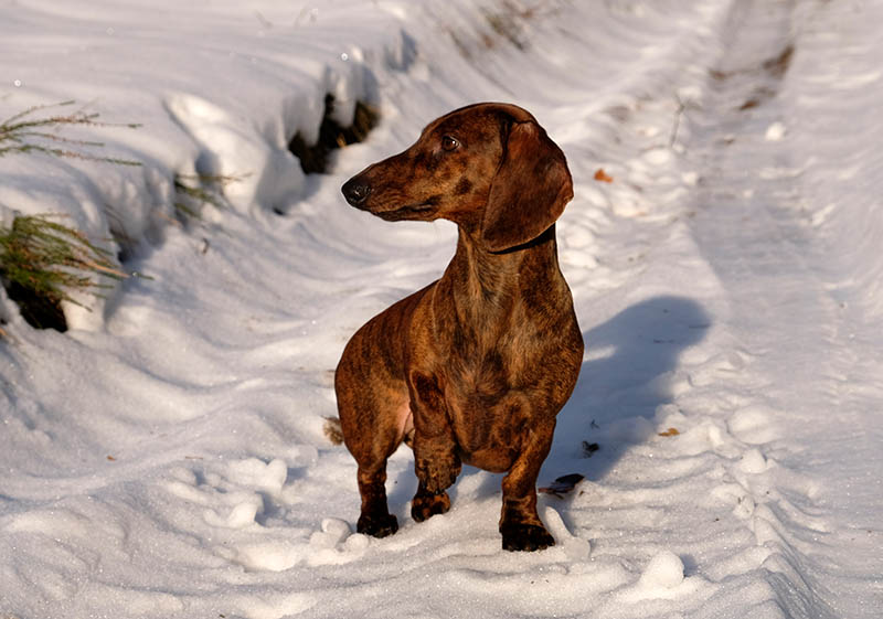 Brindle dachshund in snow in sunny day