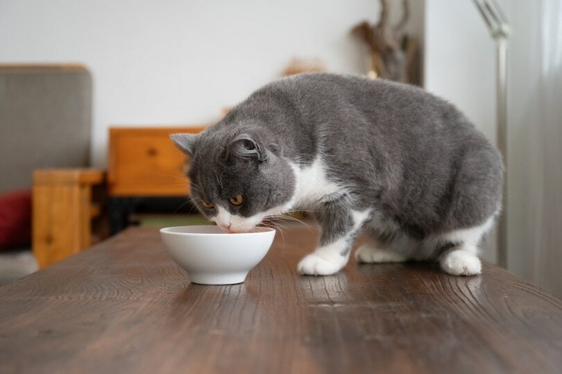British-shorthair-cat-eating