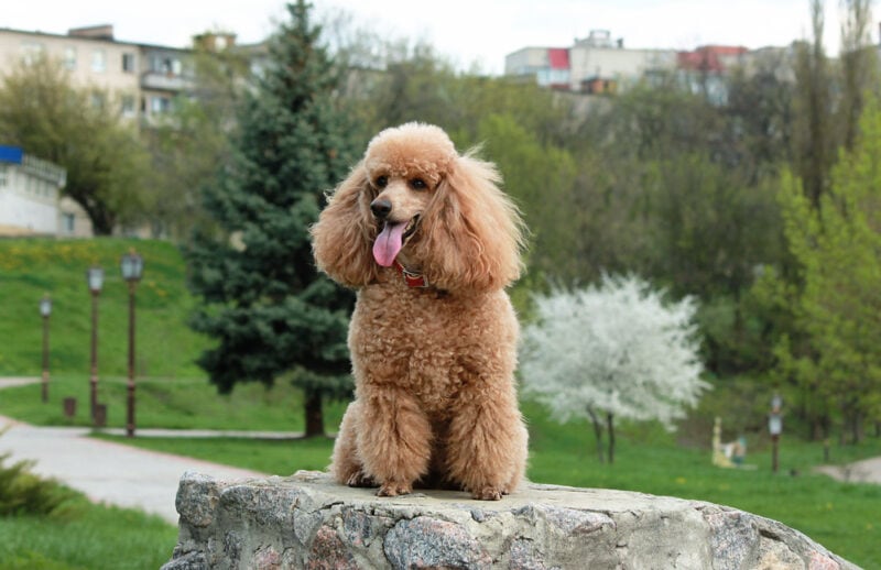 Brown poodle dog on rock