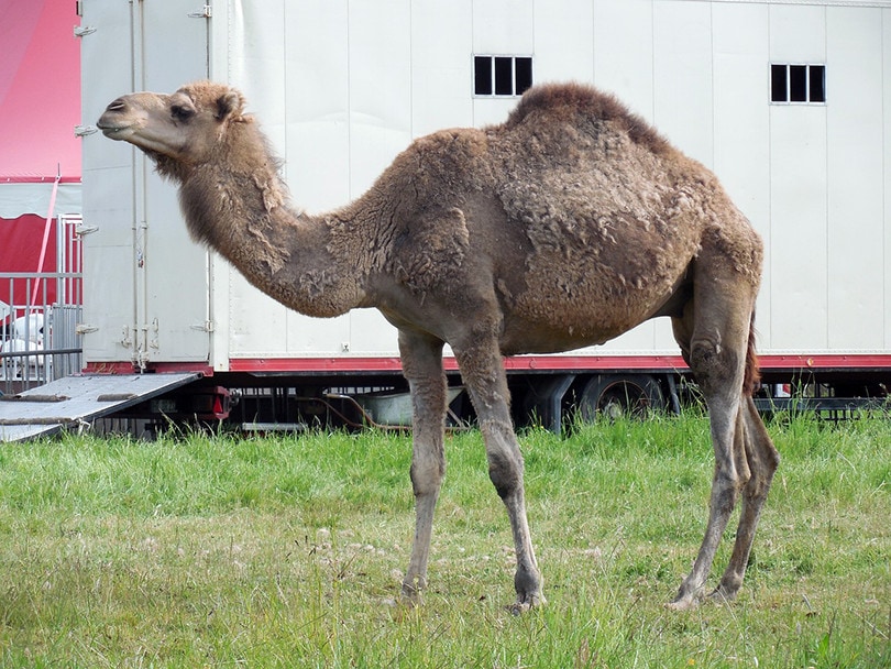 Camel in fense