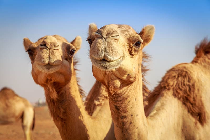 Cameles en Arabia