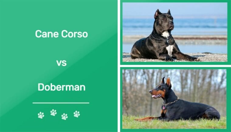 Cane Corso vs Doberman