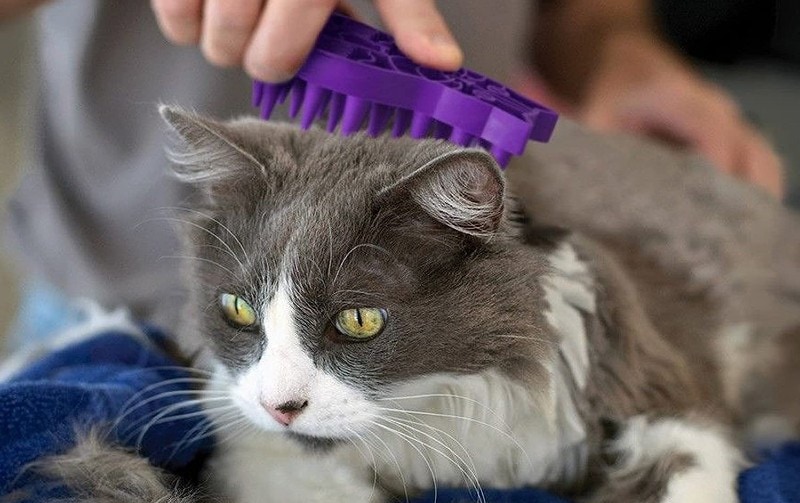 Cat brushing with KONG ZoomGroom Cat Brush