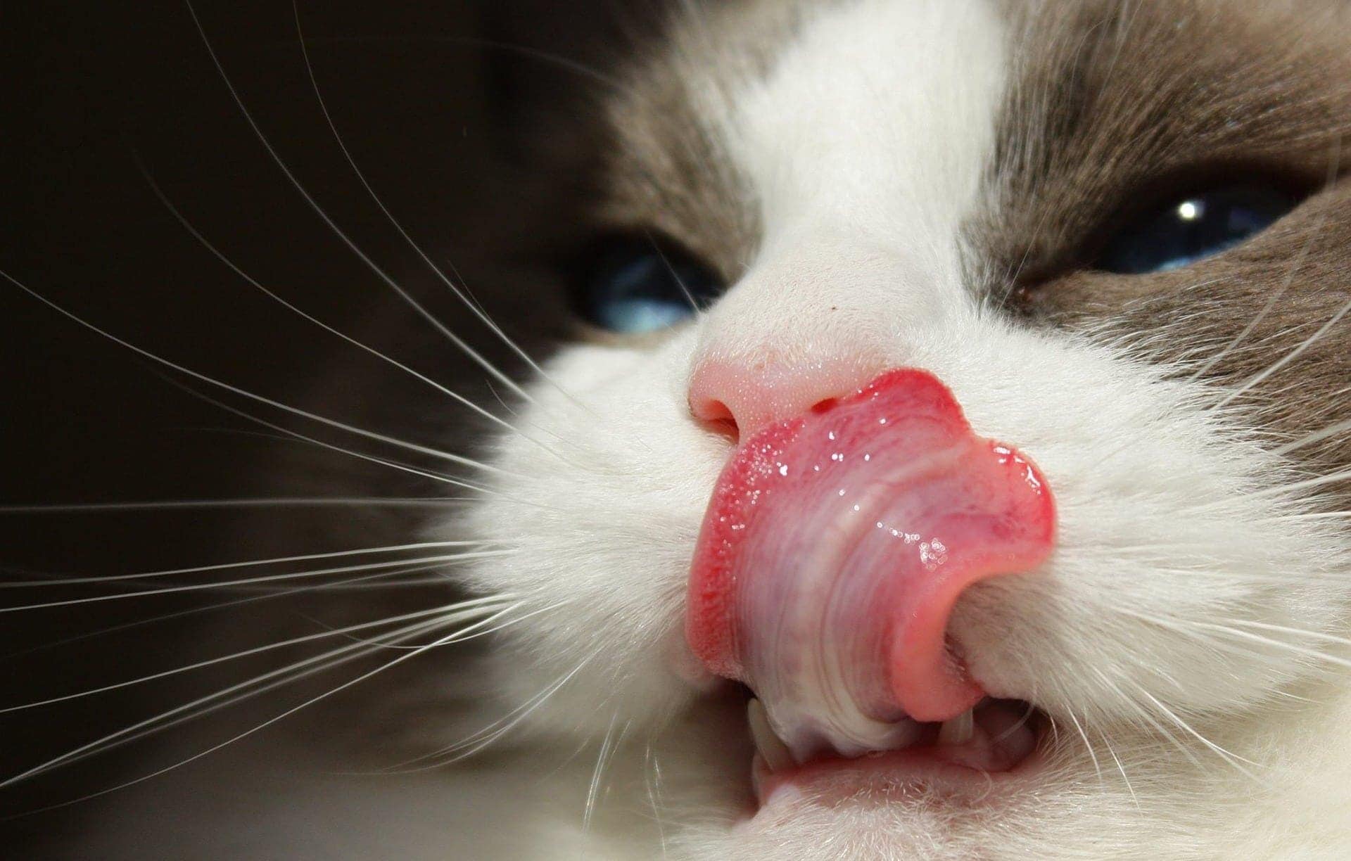灰色小奶猫可爱吐舌照高清图片桌面壁纸 -桌面天下（Desktx.com）