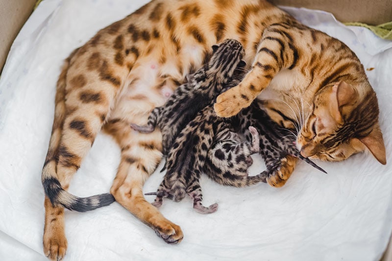 Cattery of bengal cat this his kitten