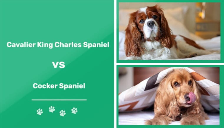 Cavalier King Charles Spaniel vs Cocker Spaniel