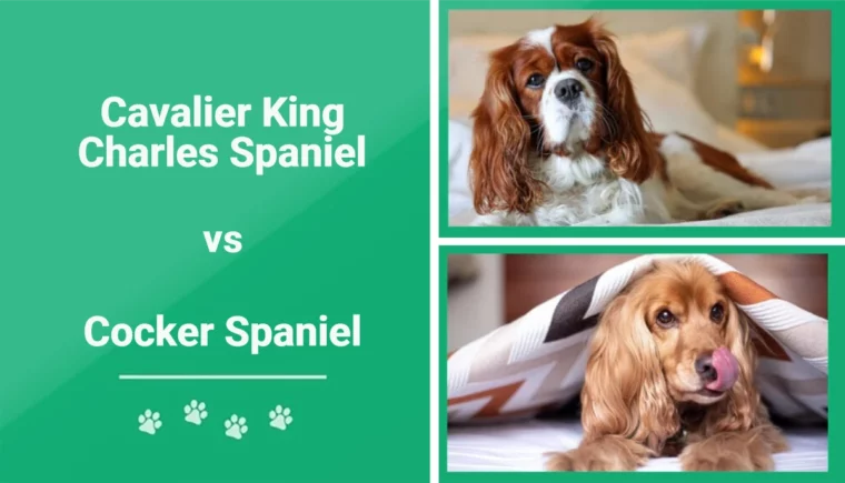 Cavalier King Charles vs Cocker Spaniel - Featured Image