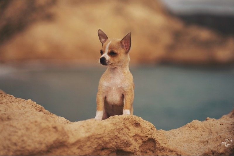 Chihuahua in the mountains