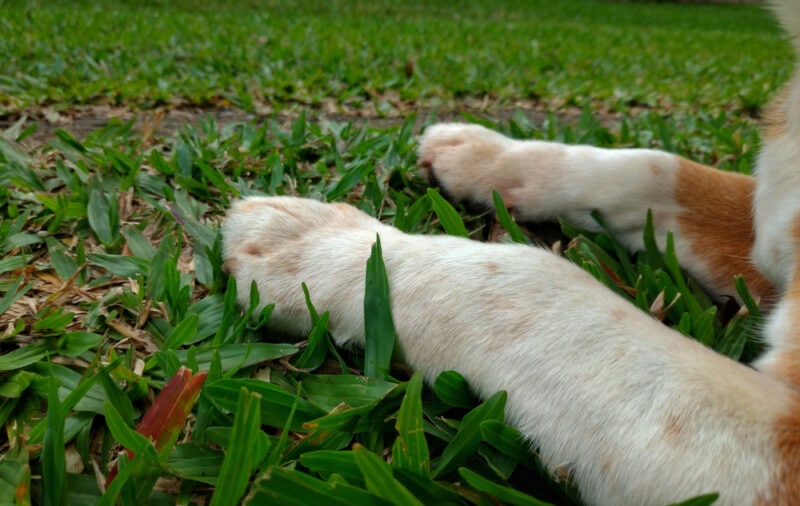 Cerrar lindas patas de beagle en la hierba