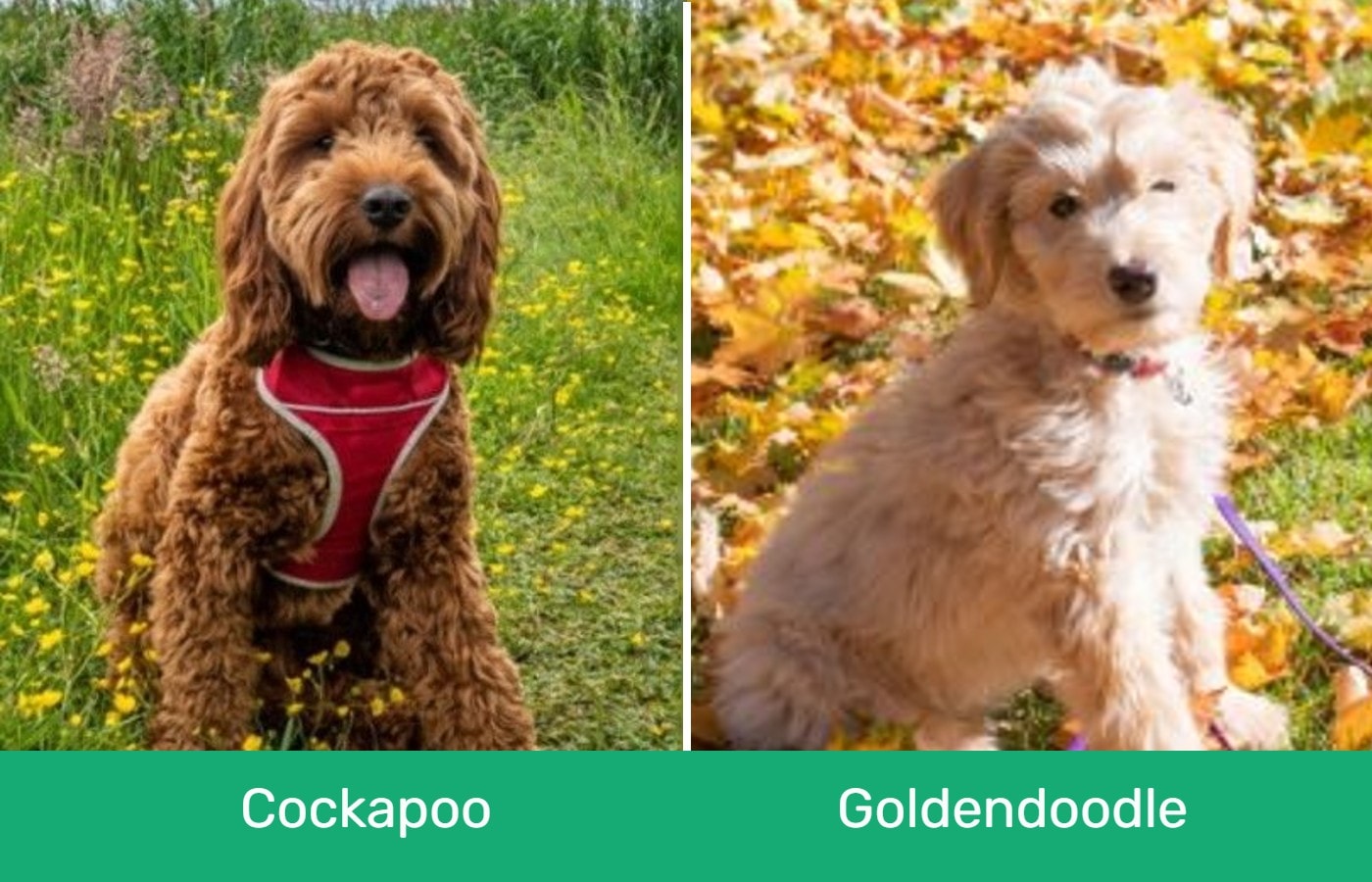 Cockapoo-vs-Goldendoodle-visual differences