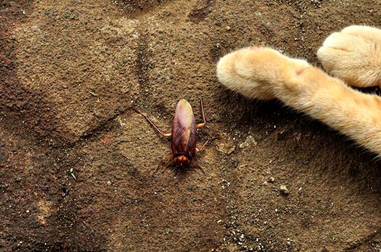 Cockroach dies after being played by a cat
