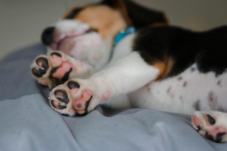 Lindo cachorro beagle yace sobre un paño gris con su cama