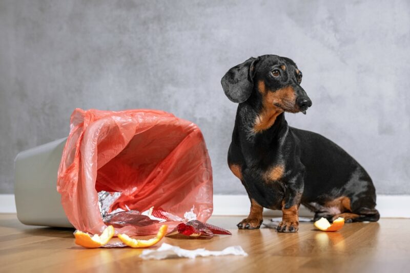 Can a Dachshund Be Left Alone in the House? Time Limits u0026 Considerations –  Dogster