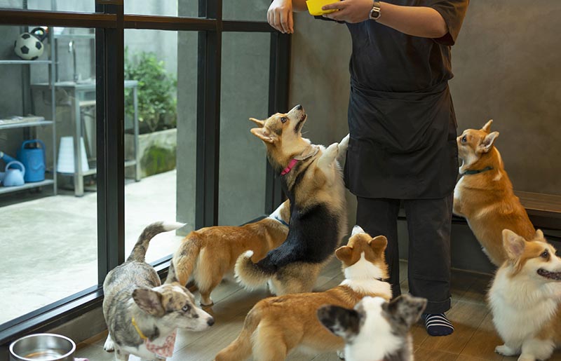 Cute hungry Welsh corgi dogs waiting for food from dog sitter in dog cafe
