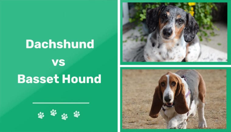 Dachshund vs Basset Hound