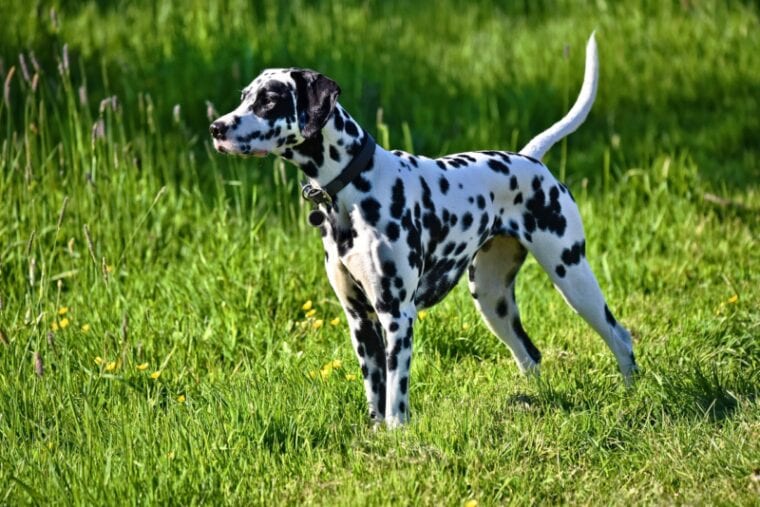 Dalmatian dog standing on a grass
