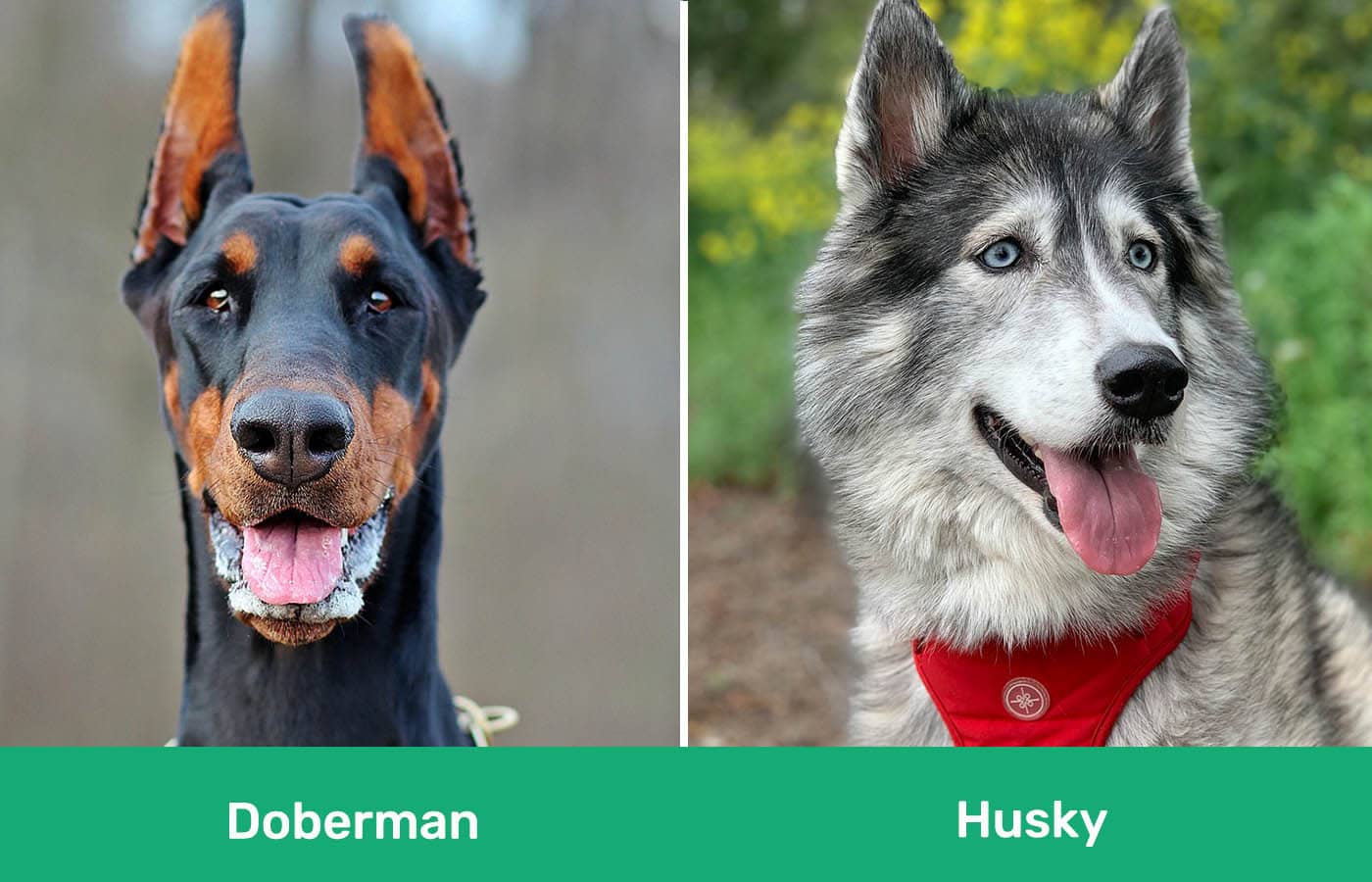 Doberman vs Husky side by side