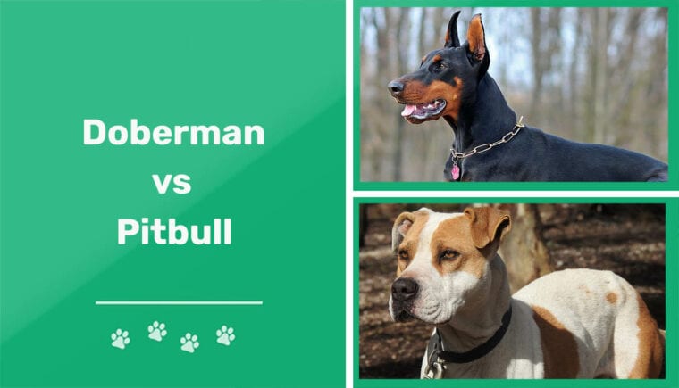 Doberman contra pitbull