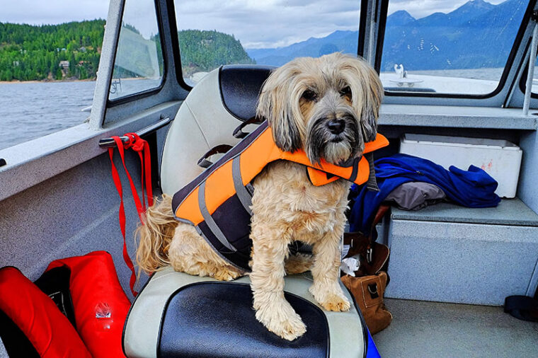 Dog sat in boat with lifejacket on