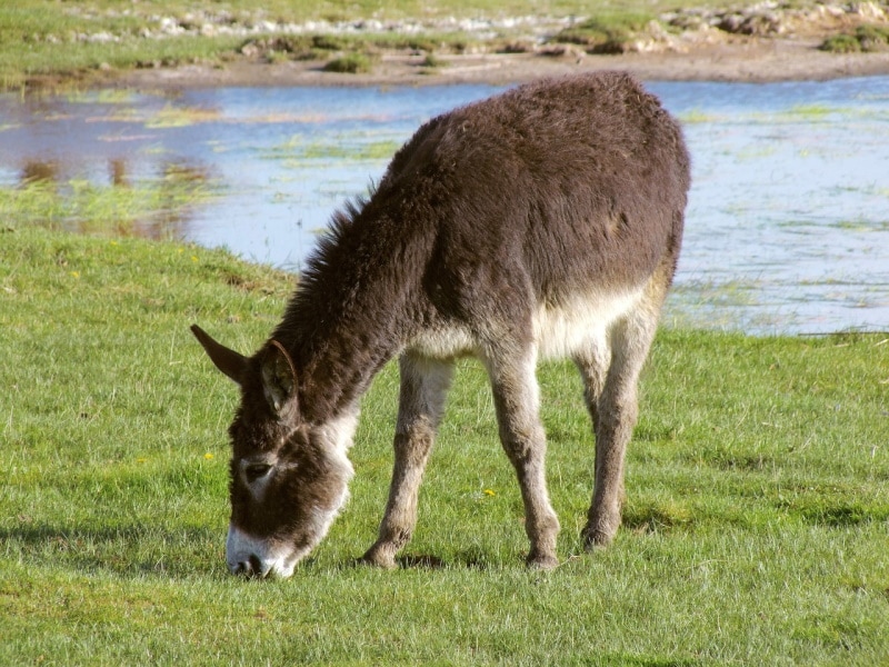 Donkey eating grass near the river