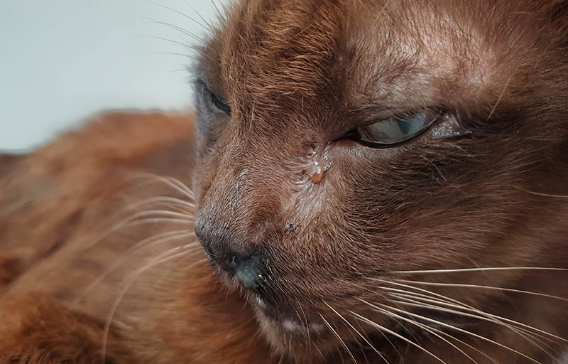 Eye discharge in old brown cat.Feline Upper Respiratory Infections