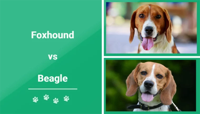 Foxhound vs Beagle - Featured Image