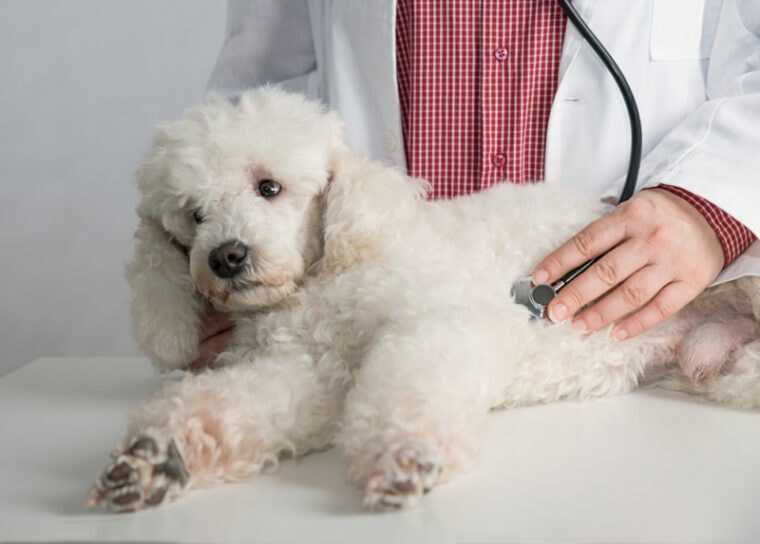 French white poodle and veterinarian at the clinic