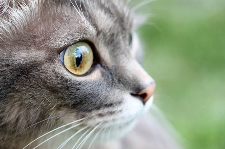 Gray tabby cat with big sick eyes close-up, glaucoma, tumor