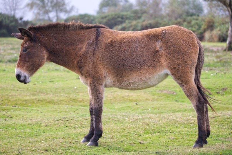 Hinny cross breed donkey and horse 