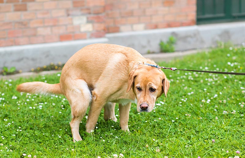 Labrador retriever dog poops in the green park