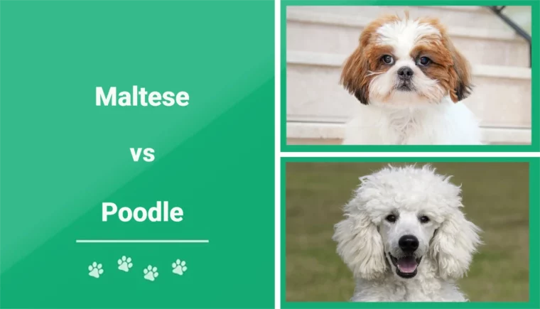 Maltese vs Poodle - Featured Image